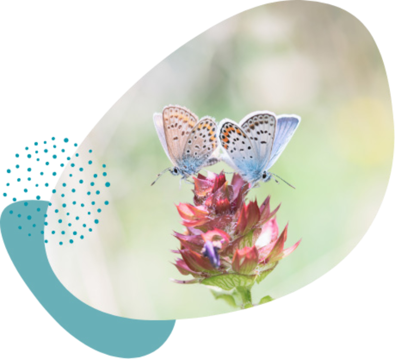 Lycène communication